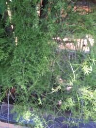 Fern like leaves of weed