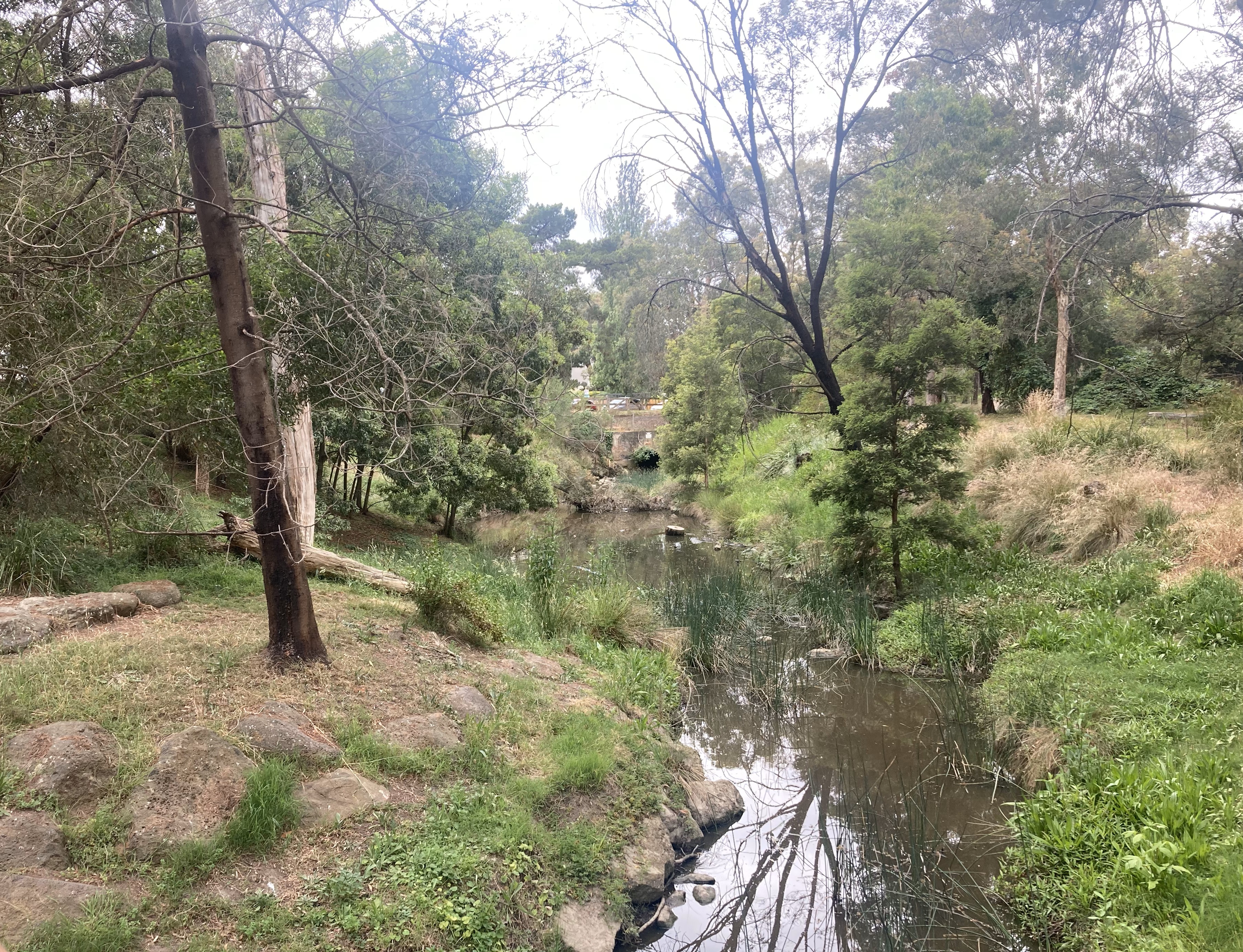 Blackburn Lake Sanctuary Wetland