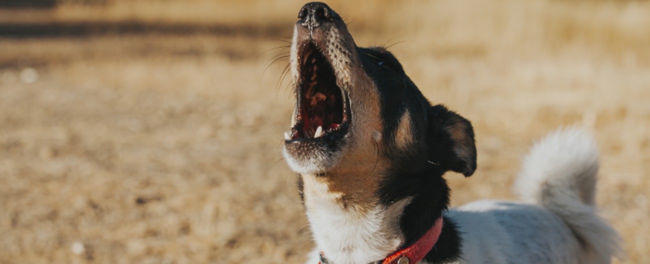 Photo of a howling dog