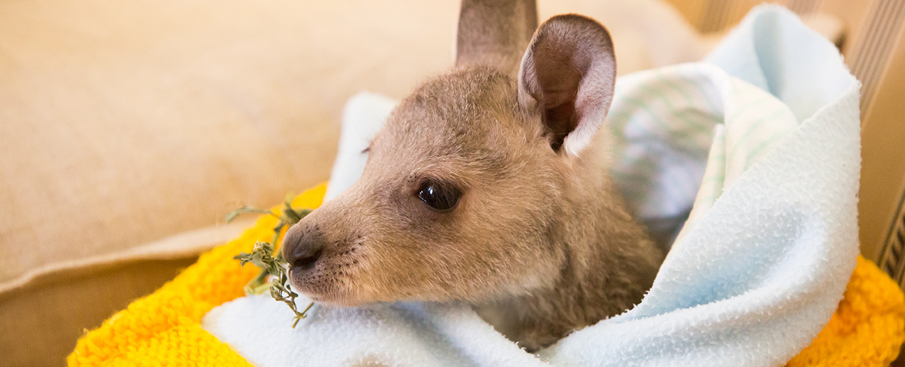 Injured Kangaroo