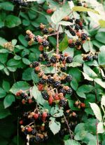 Thumbnail - Blackberries