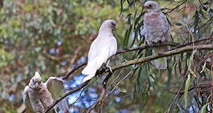 Blackburn Lake Corellas in a tree