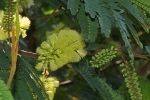 Thumbnail Cape Wattle