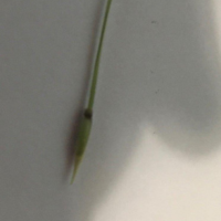 Pointy seed head