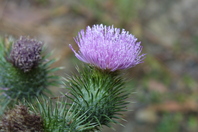 Purple fluffy flower