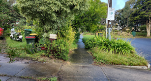 Overhanging vegetation