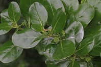 Shiny round green leaves