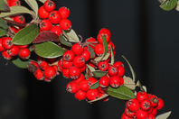 Red berries along stem
