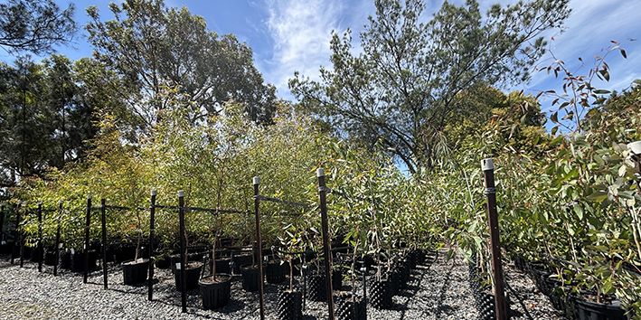 Trees at Council nursery