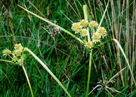  Thick green grass stem, with leaves branching at the top with light green to light yellow spikelets growing from the branching leaves