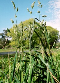  Small grass plant with increasingly delicate stems ascending the plant body, with densely packed inflorecence sprouting at the top