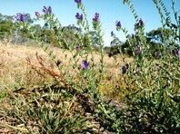 Herbaceous weed