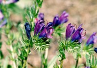 Brightly coloured purple flowers