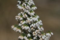 White flowers