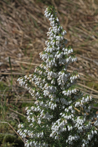 White flowers