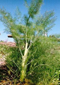 Fern like foliage of weed