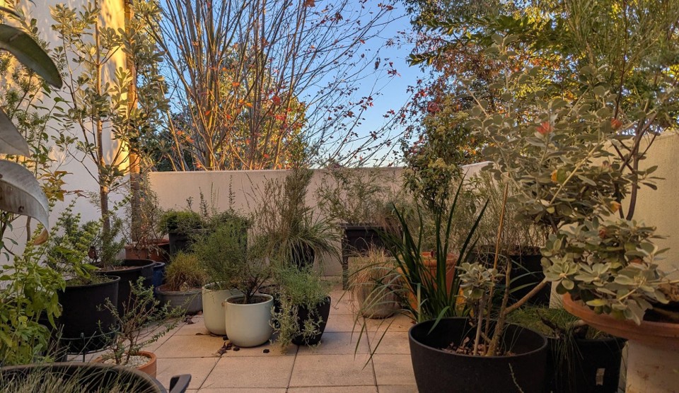 Balcony garden with pots of native plants