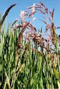 A larger plant, with thick green grass blades and dark red to beige inflorecence sprouting from the sheath 
