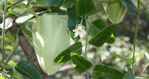 Vine with fleshy fruit