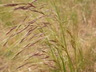 Brown grass