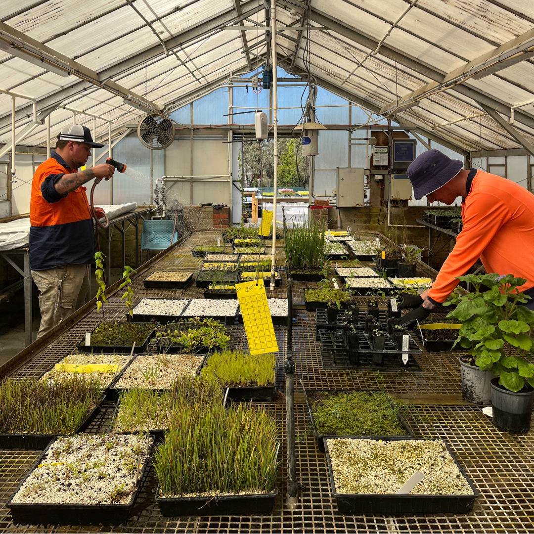 Our Parkswide Indigenous Nursery