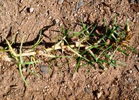 A thick, light brown tough stem running along a dirt-sand ground with dark green, long thin leaves sprouting from the main stem