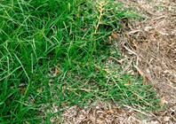 Thick, dark green grass with long-thin leaves running along the ground sprouting from a thick, herbacious tough stem 