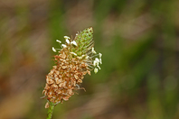 Extreme close up of flower head, with yellow flake-like structures at the base of the head and small white petal-like growth sprouting from the mid-section