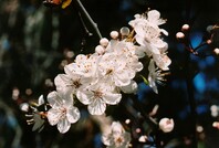 White plum blossom