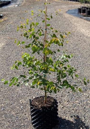 Eucalyptus yarraensis in a rocketpot