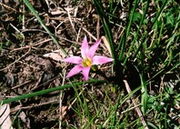 Close up of a greenn spindle-like leafed plant with a pink flower with 6 petals and a yellow inner stem
