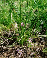 Plant comprised of various spindle-like leaves growing from the ground, with several small pink flowers scattered throughout with internal yellow stems
