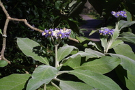 Series of the same species growing alongside eachother with three visible plants, all with the same collection of purple flowers growing at the top and wide, light green leaves with hair-like growth covering the stems