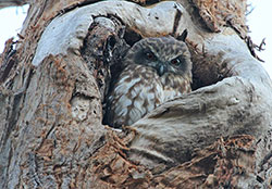 Southern Boobook Owl