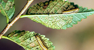 Elm Leaf Beetle Larvae