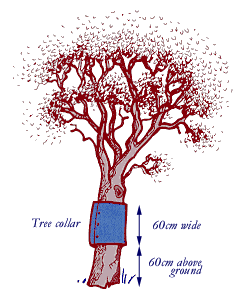 Possum Tree Collar Diagram