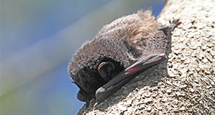 Thumbnail - Goulds Wattle Bat