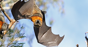 Thumbnail - Grey Headed Flying Fox