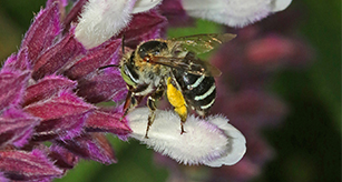 Thumbnail - Blue Banded Bee