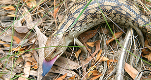 Thumbnail - Bluetongue Lizard