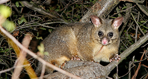 Thumbnail - Brushtail Possum