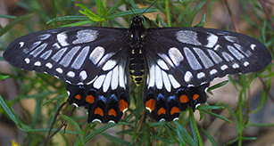 Thumbnail - Butterfly - Dainty Swallowtail