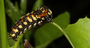 Thumbnail - Caterpillar - Dainty Swallowtail