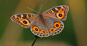 Thumbnail - Butterfly - Meadow Argus