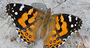 Thumbnail - Butterfly - Painted Lady