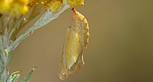 Thumbnail - Cocoon - Painted Lady