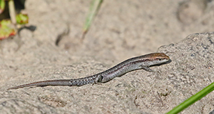 Thumbnail - Garden Skink