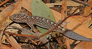 Thumbnail - Marbled Gecko