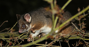 Thumbnail - Ringtail Possum