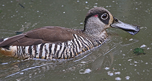 Thumbnail - Pink Eared Duck